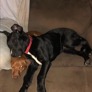 Meet your Posher, Robert